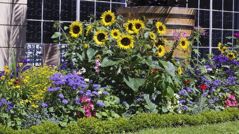 How To Grow Sunflowers To Beautify Your Garden and Decontaminate the Soil