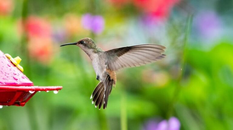 How To Create a Hummingbird Hangout in Your Garden