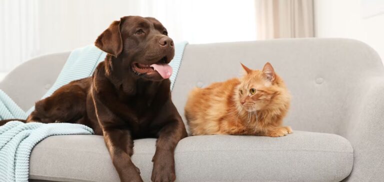 4 Pointers for Pet Owners Preparing to Their Home to Sell