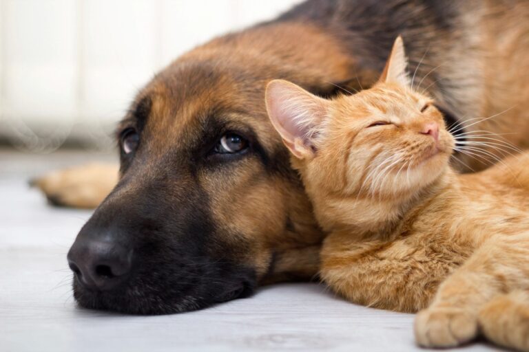 Pet-Proofing a Home: 10 Tips to Keep Your Furry Friends Safe